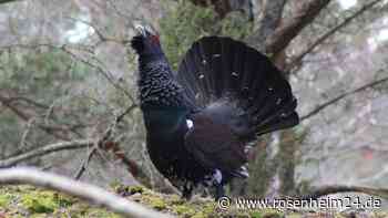 Balztoller Auerhahn greift Mountainbiker an - Hubschrauber fliegt ihn in Klinik