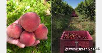 "In alcune aree, ci saranno perdite fino al 50-60 per cento" - Freshplaza.it