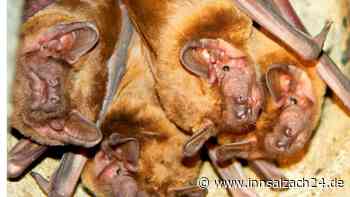 Fledermaus-Zählstunde in der Dämmerung – Warum der Experte Andreas Zahn besorgt ist