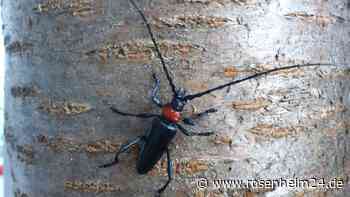 Kolbermoor in der „Quarantänezone“ - Warum ein asiatisches Krabbeltier wieder für Aufsehen sorgt