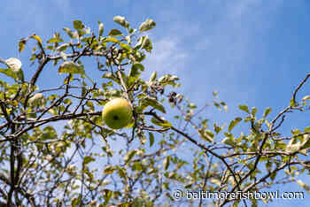 Baltimore Fishbowl wins 11 MDDC Press Association awards, including 'Best of Show' nod - Baltimore Fishbowl