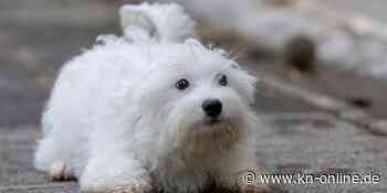 Frau bei Fahrt auf Autobahn beinahe von ihrem Hund stranguliert