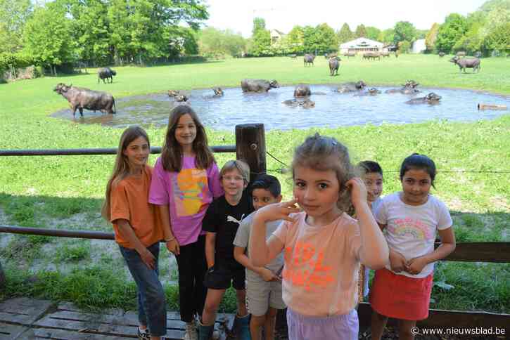 Start weideseizoen Keysershoeve toont spetterende waterbuffels en spannende bevallingen