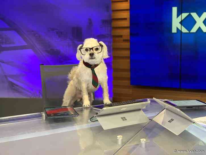KXAN mascot Kaxan celebrates 10th rescue day with fundraiser party