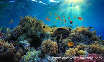 There is Still Time to Save the Coral Reefs