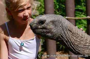 Urlaub für Riesenschildkröten - Heidelberg - Nachrichten und Informationen - Mannheimer Morgen