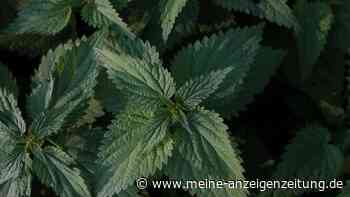 Brennnessel mit Hausmitteln entfernen – Pflanze kann noch nützlich sein