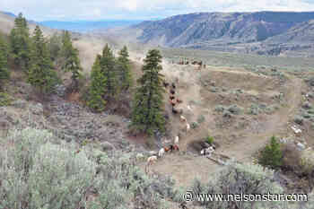 PHOTOS: Indigenous Cariboo horse roundup a time-honoured tradition – Nelson Star - Nelson Star