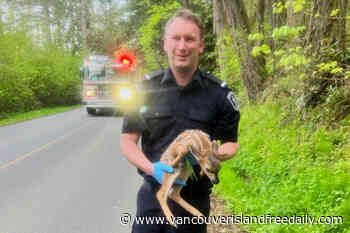 North Saanich firefighters get in some R&R (rescuing and reuniting) – Vancouver Island Free Daily - vancouverislandfreedaily.com