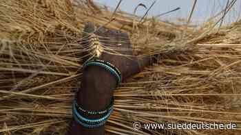 Agrar - Indien verbietet Weizenexporte - Wirtschaft - Süddeutsche Zeitung - SZ.de