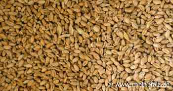 Einfuhrpreis für Getreide um mehr als 50 Prozent gestiegen - Wirtschaft - Rheinpfalz.de
