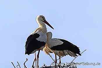 In Gündlingen nistet ein Storchenpaar auf dem Pfarrhaus - Breisach - Badische Zeitung