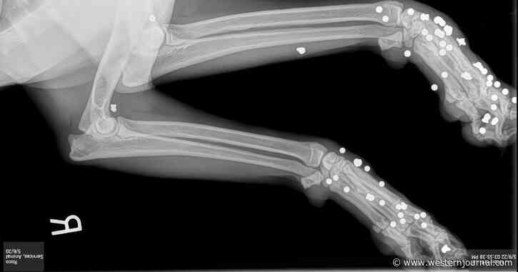 Woman Arrested for Aggravated Animal Cruelty Admits to Shooting Her Own Dogs with a BB Gun 173 Times