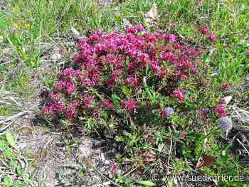 Mühlhausen-Ehingen: Mühlhausen-Ehingen geht das Thema Artenschutz an - SÜDKURIER Online