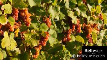 Südtiroler Weine: Die vielen Facetten des Gewürztraminers - NZZ Bellevue