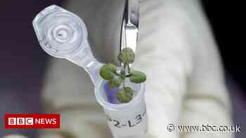 Moon soil used to grow plants for first time in breakthrough test