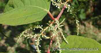 Map reveals Japanese knotweed hotspots in Hull and East Yorkshire - Hull Live