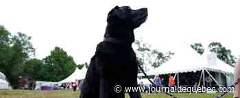 Une femme du Texas sauvée par les aboiements de son chien