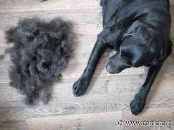 Una startup italiana crea il «Chiengora»: lana sostenibile dal pelo dei cani (senza tosarli) - Corriere della Sera