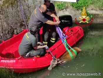 Favaro Veneto: un cervo cade nel canale, i vigili del fuoco lo salvano - La Piazza