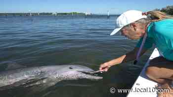 Rehabilitated dolphin leaves quarantine at Marathon facility - WPLG Local 10