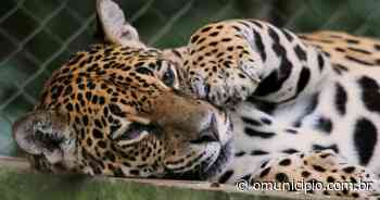 Onça-pintada mais velha do Brasil está no Zoobotânico de Brusque; conheça a história de Nina - O Município