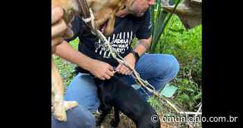 VÍDEO – Duas cadelas são encontradas abandonadas e acorrentadas em Brusque - O Município