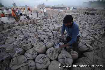 India bans exports of wheat, citing threat to food security - The Brandon Sun