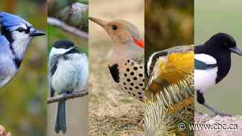 The votes are in. Calgary's official bird is...