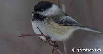 Black-capped chickadee flies high as Calgary’s official bird