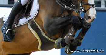 Das tote Pferd in Mannheim bewegt die Menschen - Wochenend-Kolumne - Rheinpfalz.de