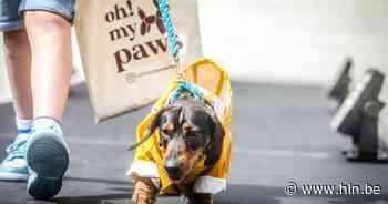IN BEELD. 'Dogfluencers' stelen de show op catwalk in Knokke-Heist met trendy kledij en accessoires: “Fantastisch! Zoiets zie je niet elke dag” - Het Laatste Nieuws