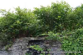 Wakefield a 'hotspot' for damaging Japanese knotweed - here's how to spot it - Wakefield Express