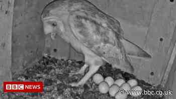 Essex nest camera captures barn owl's clutch of nine eggs