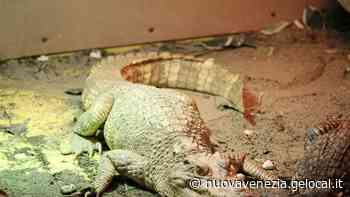Coccodrillo siamese e albino trova casa a Jesolo - La Nuova Venezia