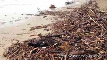 Jesolo, operatori soddisfatti: «Il legno spiaggiato non sarà più rifiuto». Sarà trattato come biomassa - La Nuova Venezia