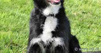 Tier der Woche: Schnauzermix Bullwai ist voller Tatendrang - Mindener Tageblatt