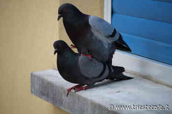 "Trieste in love", il corteggiamento tra colombi negli scatti di una triestina (FOTO) - triestecafe.it