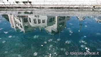 Meduse nel golfo di Trieste. Nuova fioritura: ecco cosa sappiamo - Il Piccolo