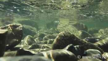 Algae bloom warning for Lake Munson in Leon County - WCTV