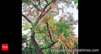 Neem trees dying across Kolkata, experts blame fungal attack