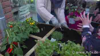 Diese Fallstricke lauern beim Hochbeet-Bau - n-tv NACHRICHTEN