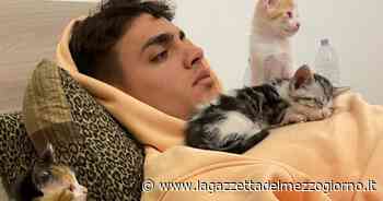 Brindisi, il campione di basket Visconti che si prende cura dei gattini - La Gazzetta del Mezzogiorno