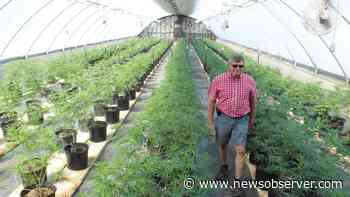 Hemp grower in NC looks to medical marijuana’s future - Raleigh News & Observer