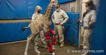 Human medical intervention rescues San Diego Zoo giraffe - Los Angeles Times