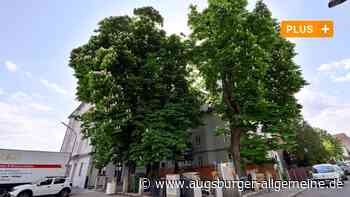 Augsburg: Streit um vier Biergarten-Kastanien an der Rosenaustraße verschärft sich | Augsburger Allgemeine - Augsburger Allgemeine