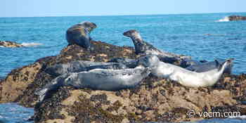 FFAW Calling on Ottawa to Accept Seal Task Force Recommendations - VOCM