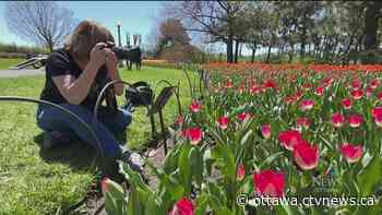 Canadian Tulip Festival begins in Ottawa | CTV News - CTV News Ottawa