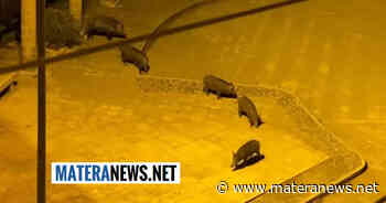 Matera: cinghiali nei pressi dell'Ospedale! Li avete visti? - Matera News