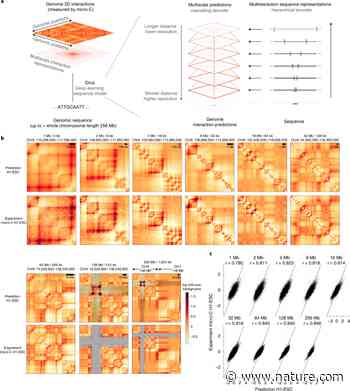 Sequence-based modeling of three-dimensional genome architecture from kilobase to chromosome scale - Nature.com